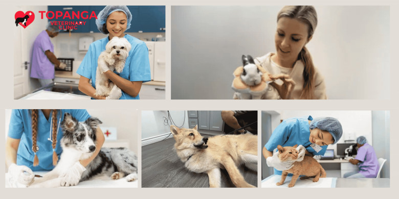 Topanga Veterinary Clinic