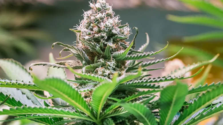 Weed Seeds: A Comprehensive Guide for Growers