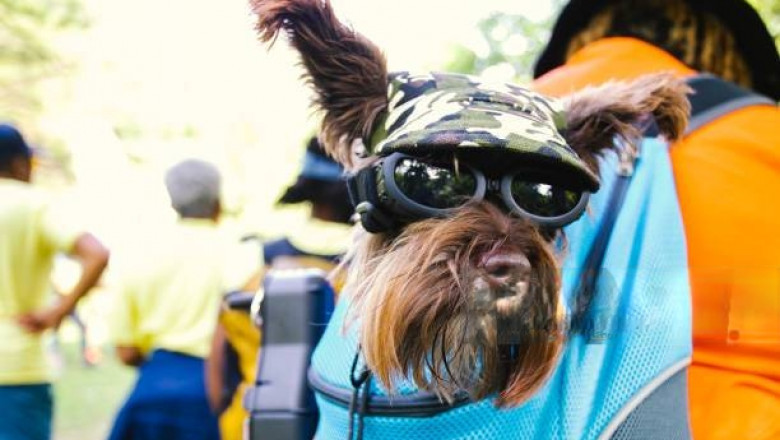Why Every Pet Owner Needs a Pet Sling Carrier Today