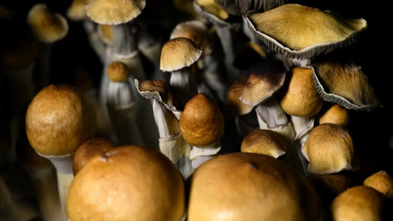 Unknown Facts About Shrooms Online  Revealed By The Experts