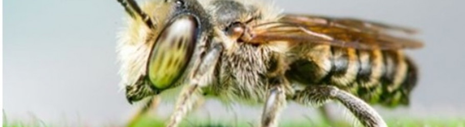 beesremoval