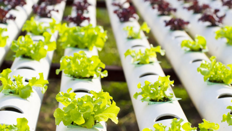 Soilless Growing Medium Market Analysis Near Future To 2033
