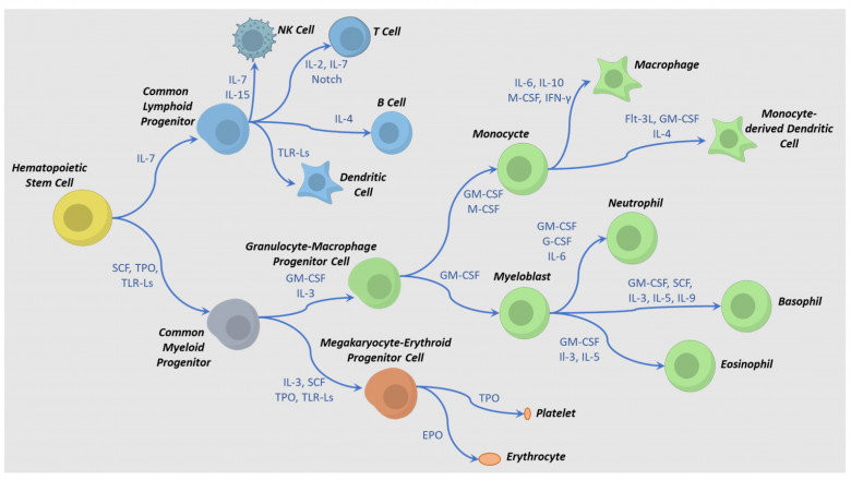 Stem Cell Cytokines Market Value Future Scenario To 2033