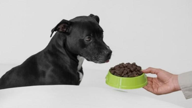 Best Enzyme Supplements for Dogs: Health & Digestion