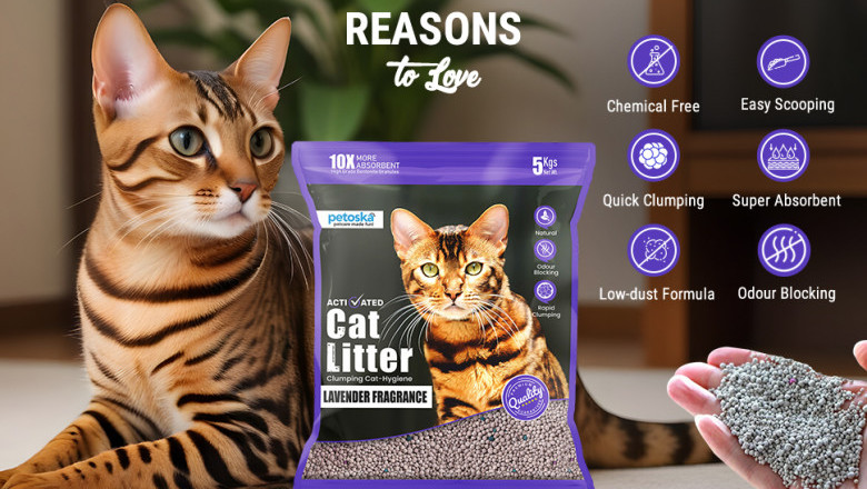 Best Cat Litter for Odor Control: Top Picks for 2025
