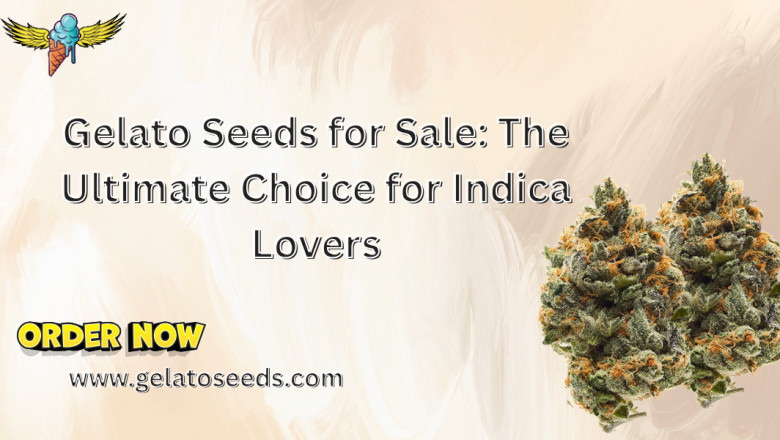 Gelato Seeds for Sale: The Ultimate Choice for Indica Lovers