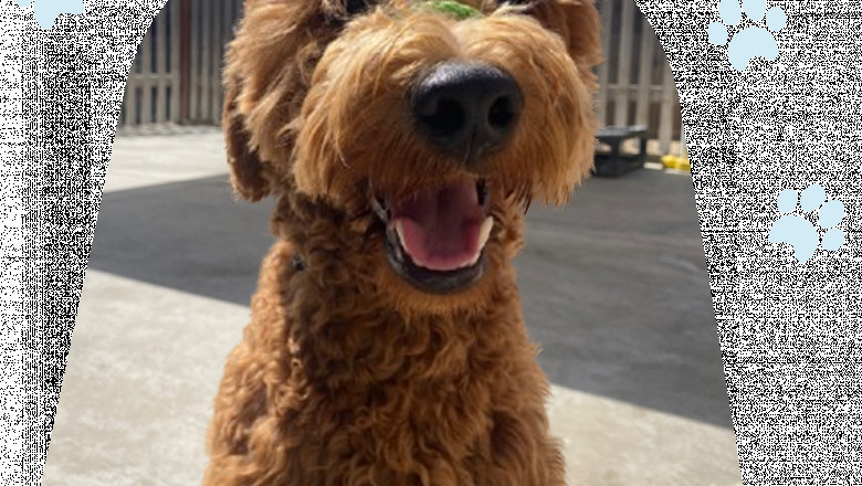 Blog Alys Puppy Bootcamp: Professional Dog Training for a Well-Behaved Dog