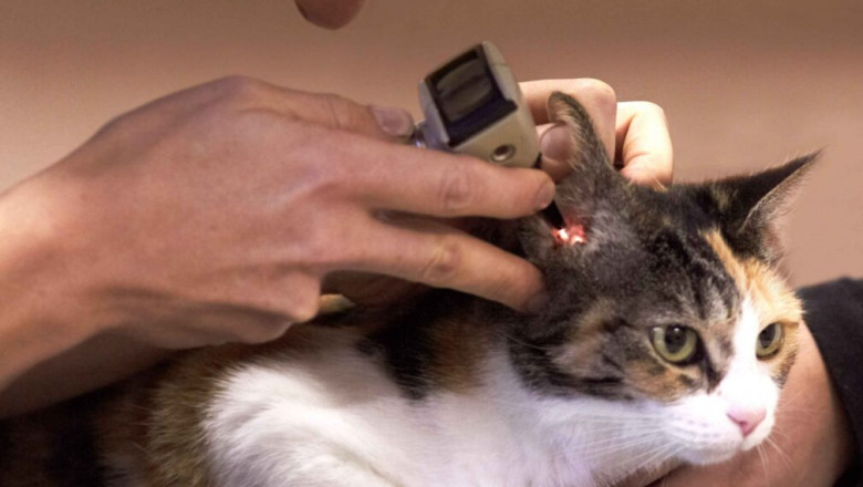 Urgent Pet Care: Trusted Emergency Veterinarian Service for Immediate Help