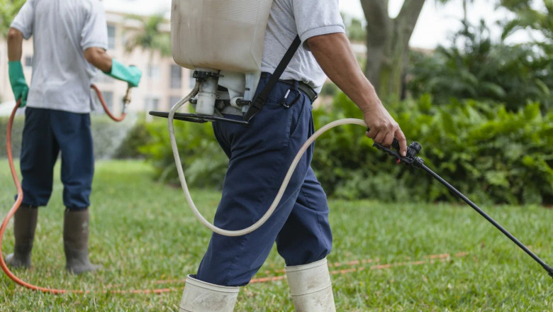 How Local Pest Experts Help Maintain Healthy Living Spaces