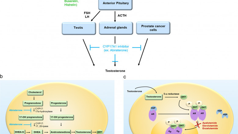 Androgen Suppression Therapy Market Demand growth 2033