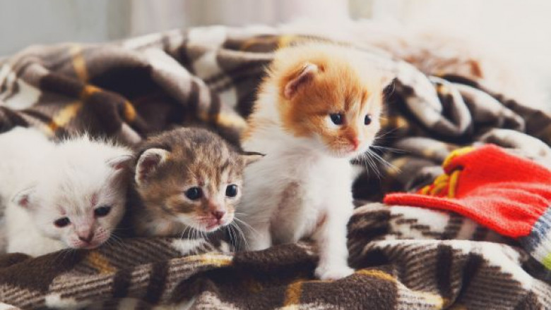 Boulevard Animal Hospital