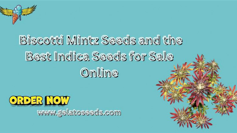 Biscotti Mintz Seeds and the Best Indica Seeds for Sale Online