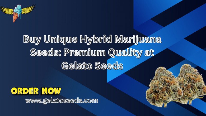 Buy Unique Hybrid Marijuana Seeds: Premium Quality at Gelato Seeds