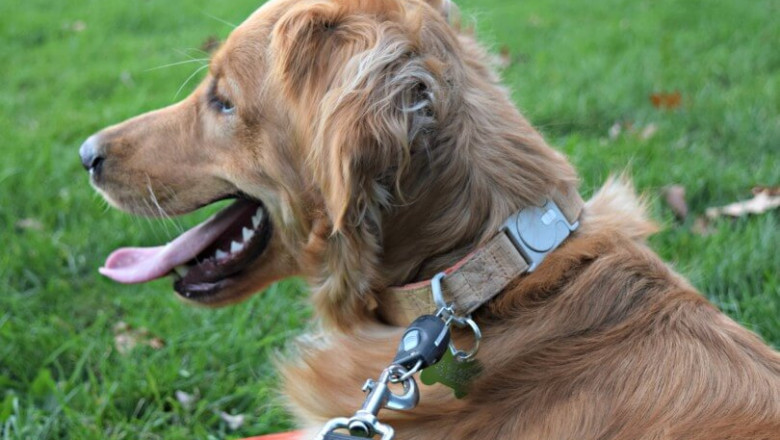 How to Choose the Right Collar and Leash for Your Pet