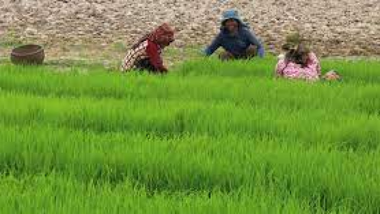 The Importance of Agriculture in Uttar Pradesh