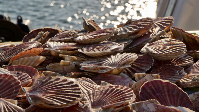 Scallop Farming Market Growth Boost Growth To 2033