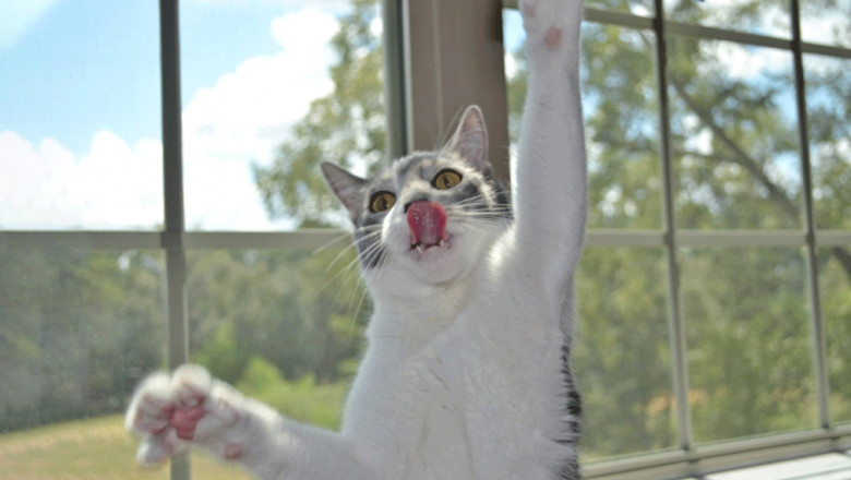 The Science Behind Chiropractic Care for Pets