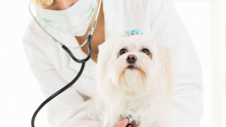 Trusted Emergency Veterinarian Service for Immediate Help