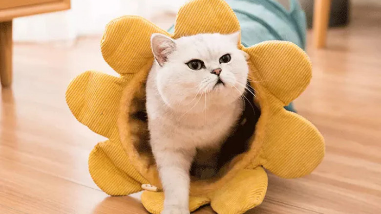 Why Quality Pet Wear Matters: Insights from a Leading Pet Clothing Store