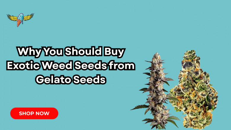 Why You Should Buy Exotic Weed Seeds from Gelato Seeds