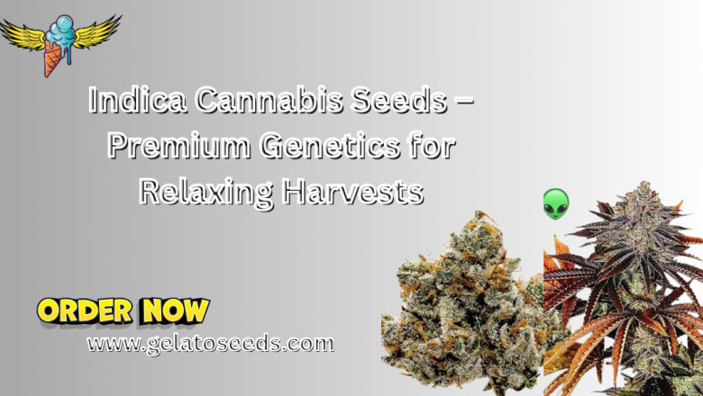 Indica Cannabis Seeds – Premium Genetics for Relaxing Harvests