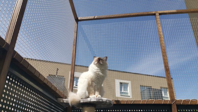 Balcony Nets Safe Space for Your Curious Cat