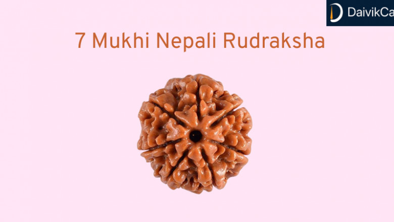 7 Mukhi Nepali Rudraksha Brings You Financial Fortune