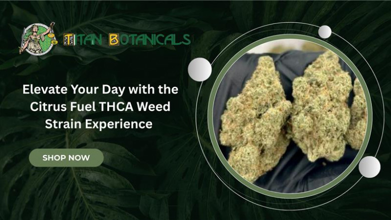 Apricot Strain THCa Flower: A Flavor-Forward Hybrid for Creative Calm