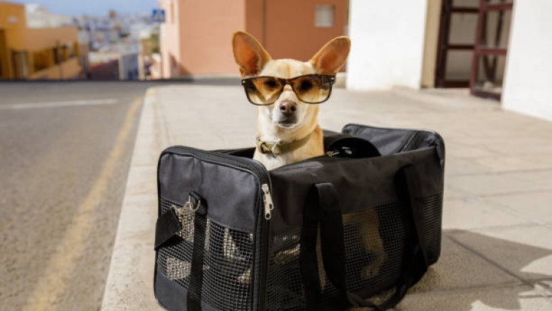 Choosing the Perfect Dog Carrier Purse for Your Pet’s Comfort and Style