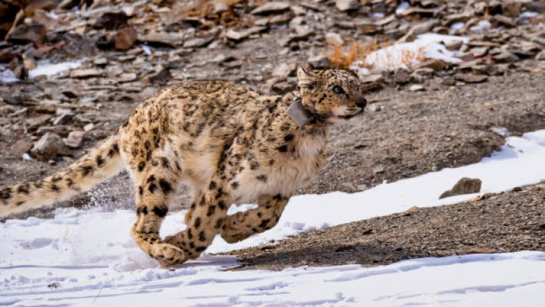 Explore Ladakh’s Wild Beauty: Snow Leopard Trek Adventure