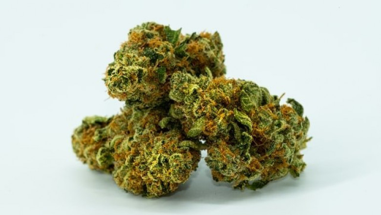 How Greasy Runtz Is Changing the Way Nepean Orders Cannabis?