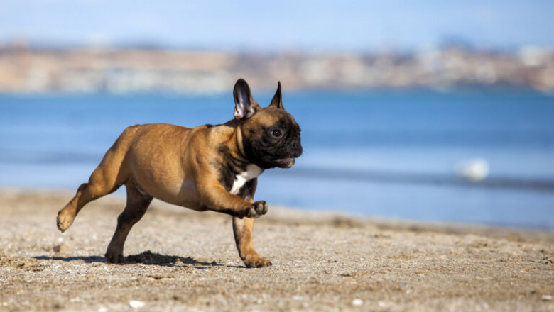 Importance of Health Guarantees in French Bulldog Purchases!