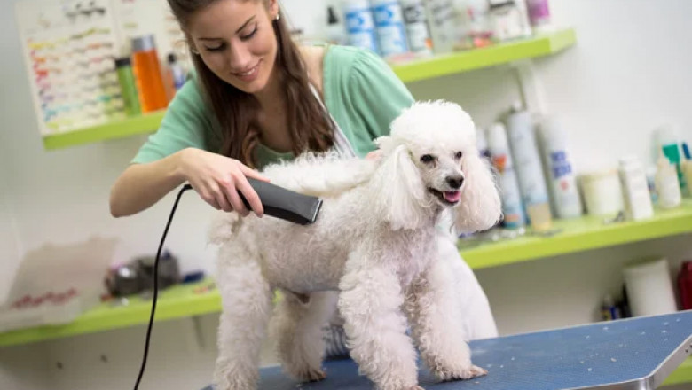 How to Start a Mobile Dog Grooming Business | Dog Grooming Franchise Opportunity