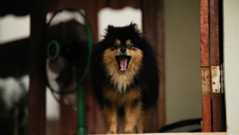 How to Train Your Dog to Stop Barking with the Quiet Command