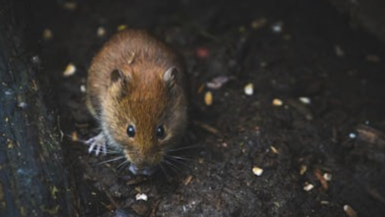 Rodent Removal Perth: Safeguard Your Property the Smart Way