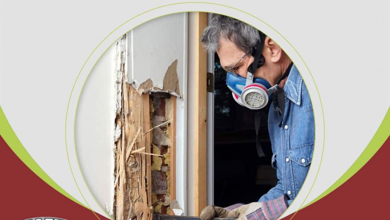 Termite Treatment and Control Services to Protect Your Property
