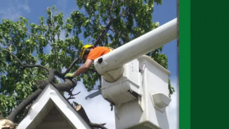 Why Hiring a Professional Arborist in Mississauga is Essential for Tree Care