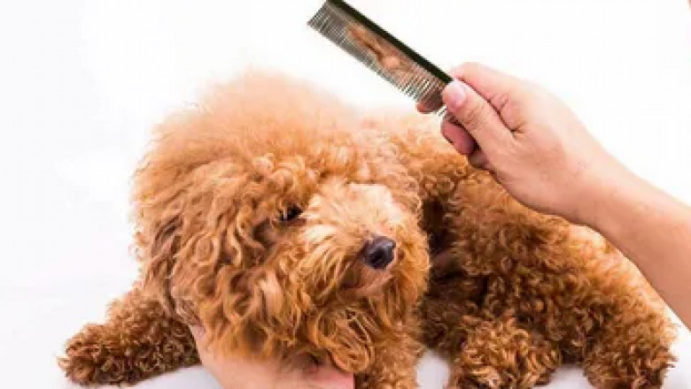 Dog Matted Hair Sore Treatment: Relief And Care Tips