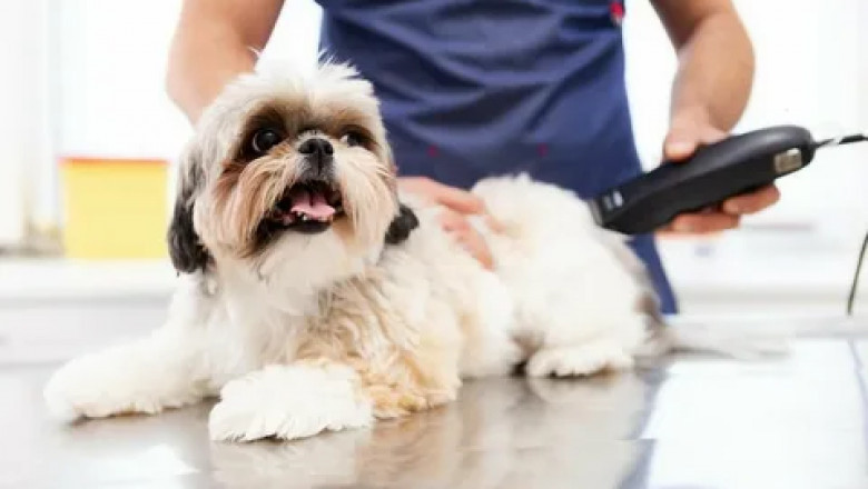 Top Mobile Pet Grooming Services for Happy Pets