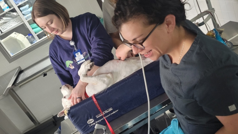 Choosing the Best Pet Diagnostic Clinic in Sedro Woolley