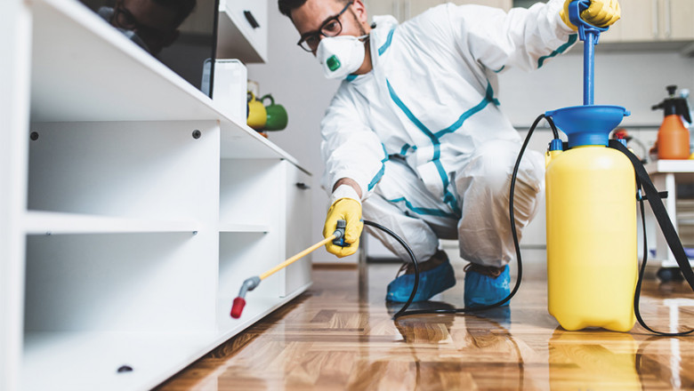 How Often Should You Use Pest Control Services for Long Term Protection