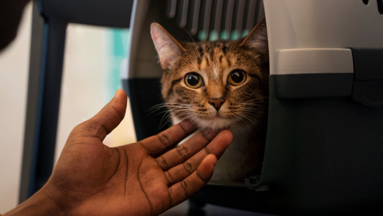 Stress-Free Travels: Reliable Cat Sitting and Boarding Options in West Palm Beach