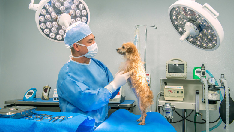 Surrey Pet Diagnostics: Understanding Common Tests for Dogs and Cats