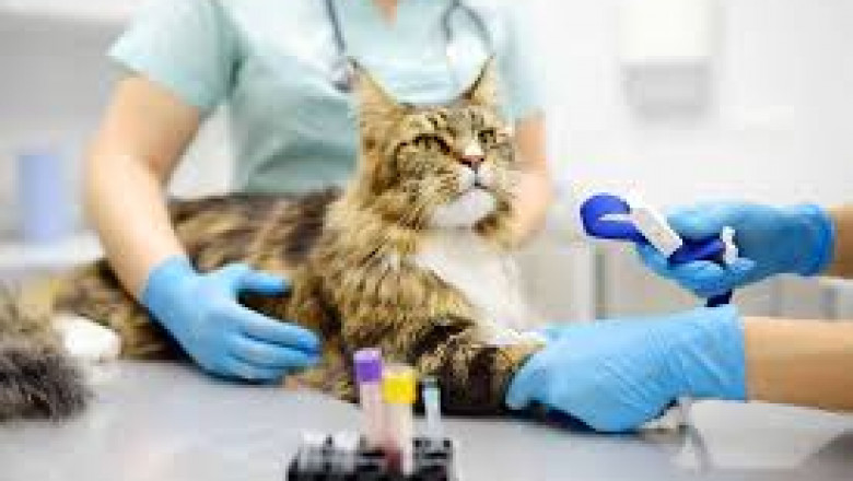 Vancouver Vet Clinics with State-of-the-Art Diagnostic Equipment