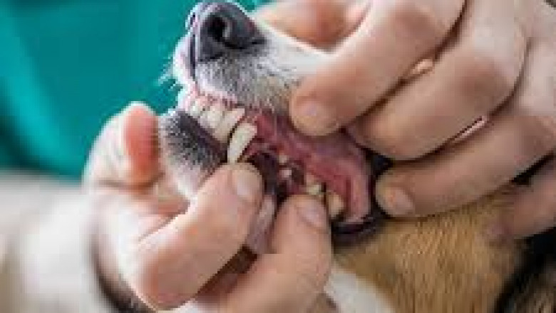 Why Pet Dental Care in Abbotsford Is Essential for Your Pet’s Health