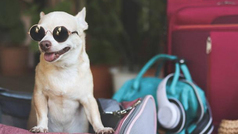 Choosing the Right Trip Carrier for Your Travel Needs