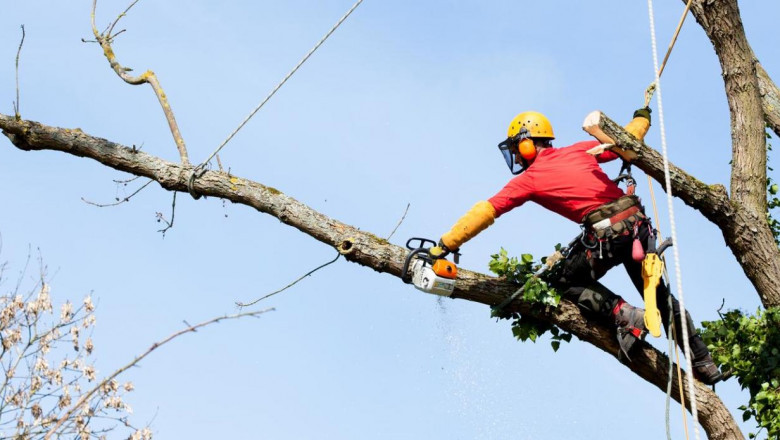 Why Hiring a Certified Arborist in Mississauga Is Essential for Tree Health and Safety