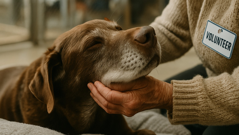 The Ultimate Guide to Proper Dog Care: Keeping Your Furry Friend Happy And Healthy
