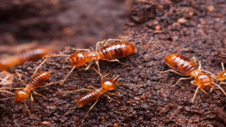 Brooklyn Pest Control: Hidden Dangers of DIY Termite Removal