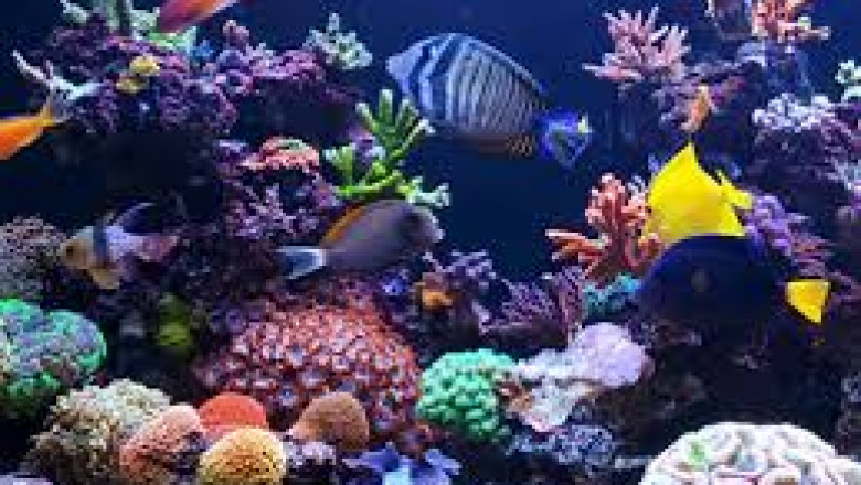 A Complete Guide to Setting Up a Fish Tank 40 Gallons in Size